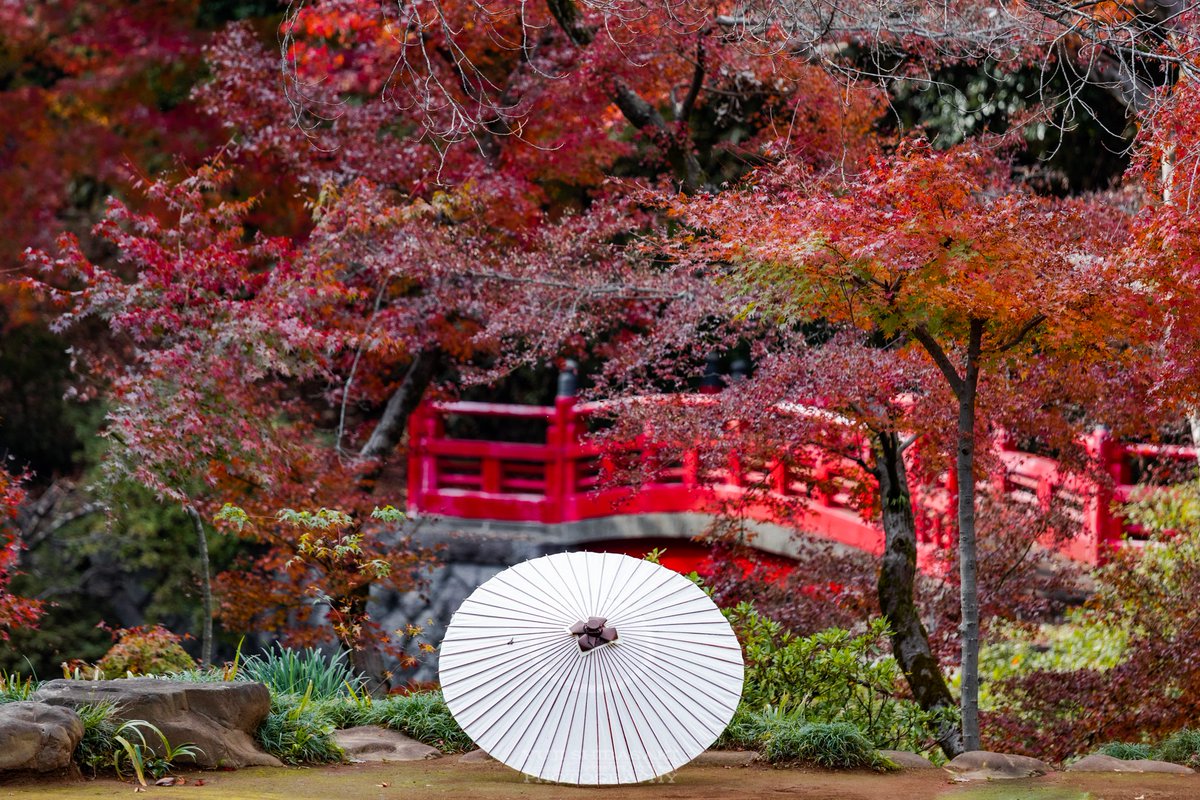 Yuji Shibasaki Photo ゆきさんこんばんは 喜多院の徳川家光誕生の間からの庭園は 紅葉の時期も綺麗なんです ここは春はしだれ桜が有名ですよね