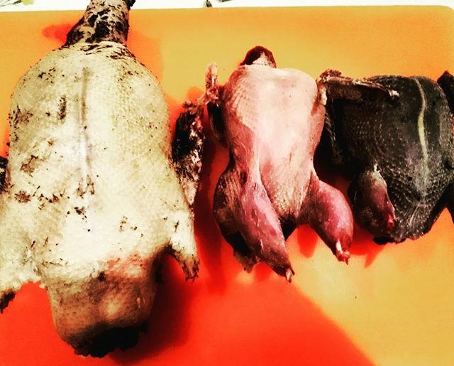 yoneron1's tweet photo. Pato azulón macho, perdiz roja macho y paloma torcaz macho. #canneron #delcampoalacazuela https://t.co/AE0vhrBrA0 https://t.co/Ix9zr0Okmm
