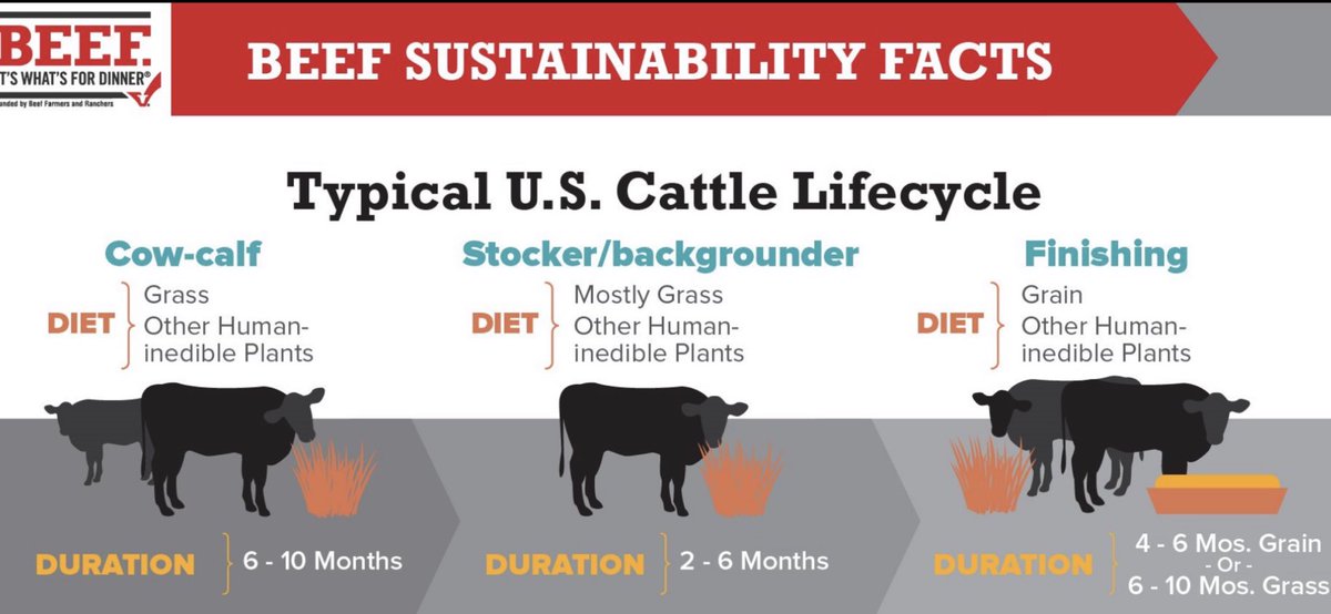 Frank Mitloehner On Twitter In The Us Most Corn Finished Cattle Go To Slaughter 14 16 Months Of Age Beef Calves Are First On Pasture With Their Mother Cow For Approx 7 Mo