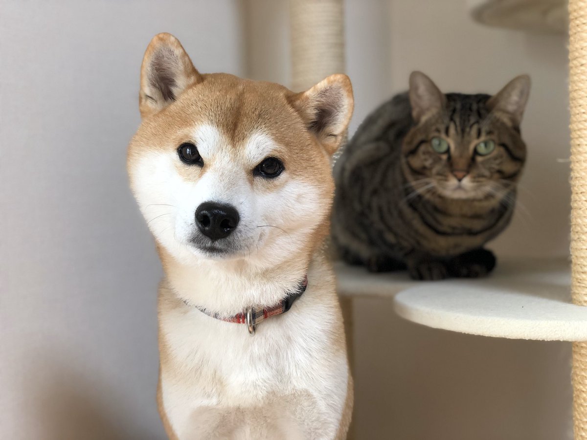 柴犬ゆうと猫のとろ 名前を連呼すると首傾げるのも可愛い 柴犬 猫 柴犬ゆうと猫のとろ 名前を連呼すると首傾げるのも可愛い 柴犬 猫