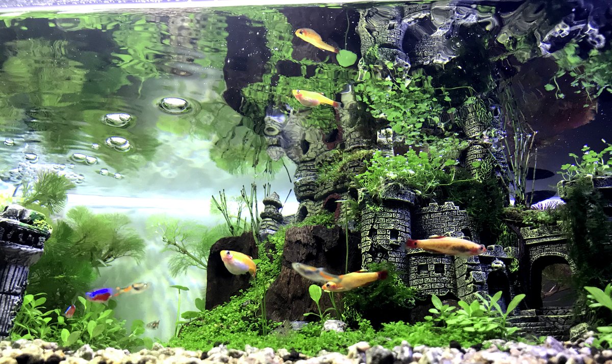 ホッチカズヒロ 発智和宏 趣味のお城水槽の写真から コンセプトアート を作り始めました 水面の裏の逆さまの世界 妄想が広がったので妻とプロットも書き始める アクアリウム 発のアニメとかやってみたいですね ゲームにも 面白い世界観かも ビビッ ホッチカズヒロ 発智和宏 趣味のお城水槽の写真から コンセプトアート を作り始めました 水面の裏の逆さまの世界 妄想が広がったので妻とプロットも書き始める アクアリウム 発のアニメとかやってみたいですね ゲームにも 面白い世界観かも ビビッ