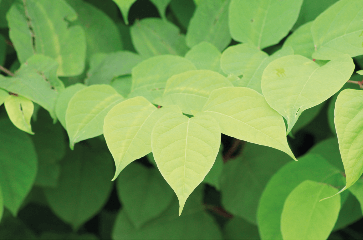 NatClearances's tweet photo. Japanese Knotweed is one of the world’s worst invasive species. It is very strong and tough. Actually, if you remove the plant, but leave the roots, it is likely to grow again. Read More: https://t.co/wcKryhYd8F #JapaneseKnotweed https://t.co/g8FTZqXvWd