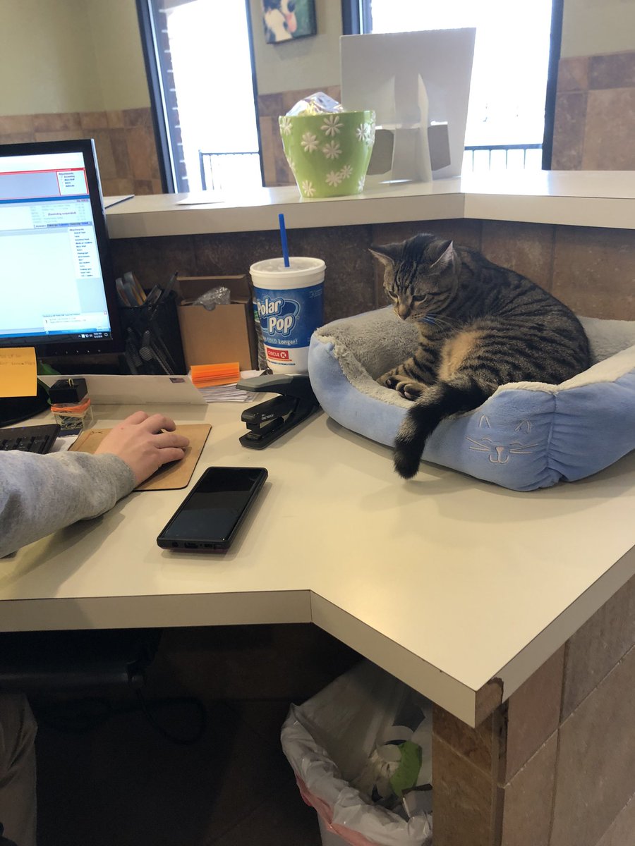 AlbinAnimal's tweet photo. Tony working super hard today. Supervising is tiring but someone has to do it #albinsinmattoon #albinsincharleston #albinanimalhospital #illinoiscats #polydactyl #polydactylkitten #polydactylcats #catsoftwitter #catsthattweet #twitter #albins https://t.co/a5NeA49QYq