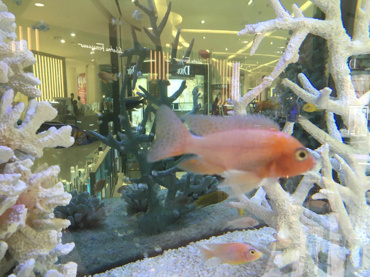 MarineZoology's tweet photo. Hi all,
ID my fish Day 1! I have two little fish today π π I donβt have my #eDNA equipment so need some knowledge from you Twitter pros. Latin names and your areas common names for them would be interesting! No fish market fish today only ornamental #IDmyfish @stefanako71 https://t.co/d6WEHxGE8d
