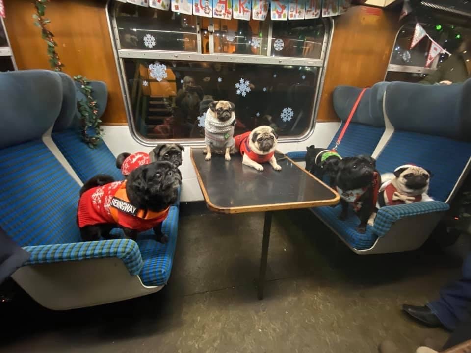 MakeAWishUK's tweet photo. A huge shoutout to Kelly who organised a group of pug owners &amp; their dogs to go on a train ride to raise funds for wishes! 💙 She's smashed through her £500 target raising £1,412 🎉 The money gave Jack his @GWRHelp wish to be a train driver 🌟 Thank you! 

P.S. THESE PICS 😭😍 https://t.co/tJpU1POtBH