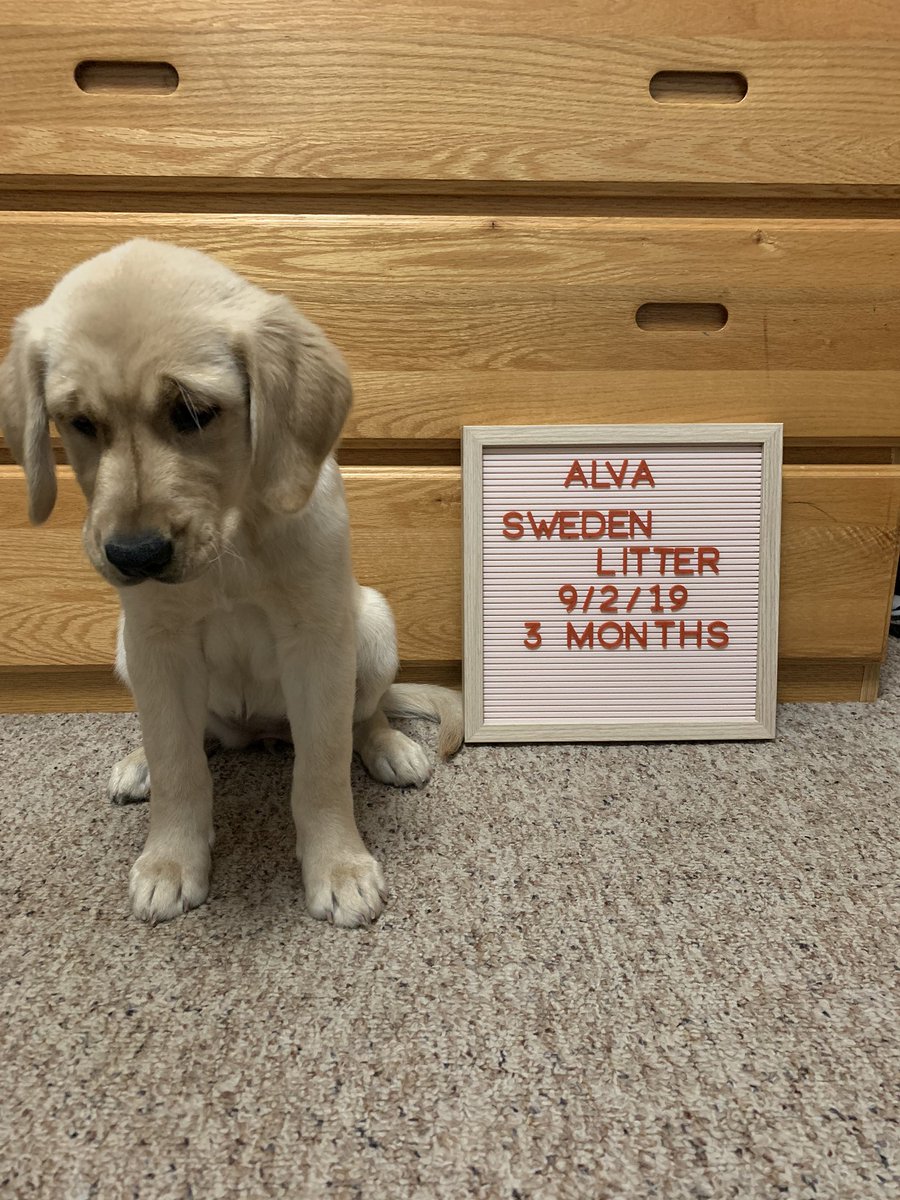 4paws_sitter's tweet photo. mom says. it’s three month. birthday today. does not know. what that mean. but she. made me sit. was not happy. https://t.co/jUAbQ3ZcE7