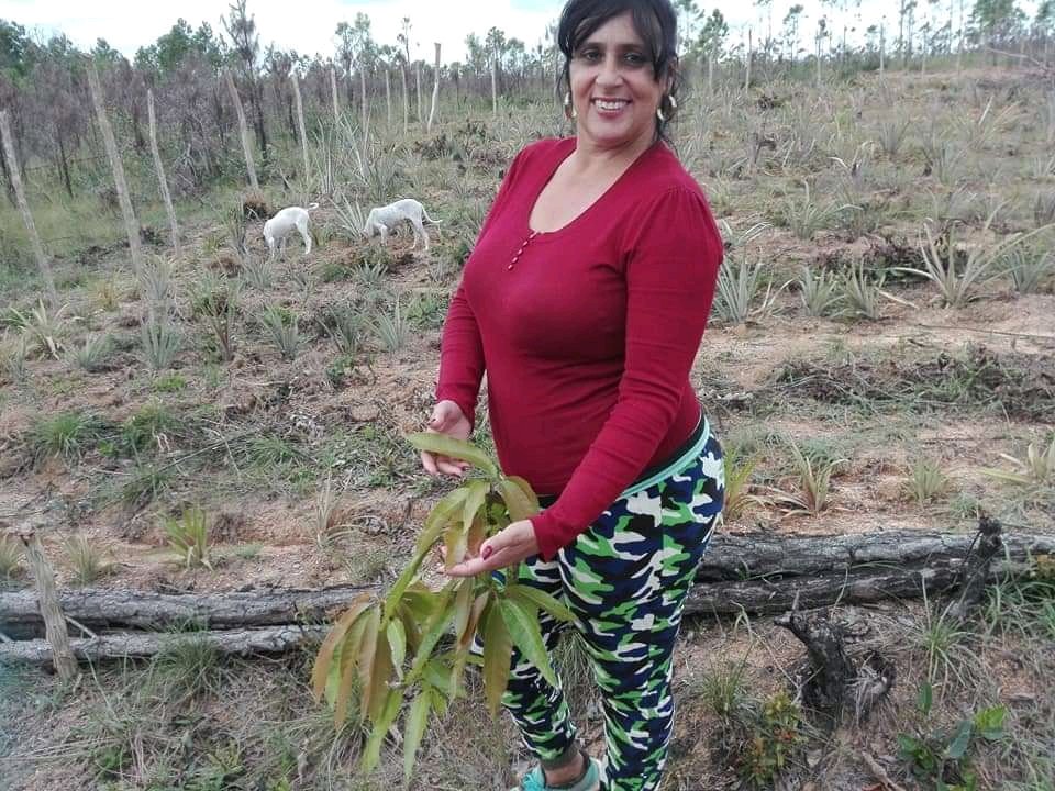 Viajan2vinales's tweet photo. En el Conuco El #CACIQUE, ya se esperan las primeras #piñas, amado padre celestial
#viajan2tiempo #travel #cubania #vinales @vinales  #parquenacionalvinales  #cuba https://t.co/GeMlyvgYNb