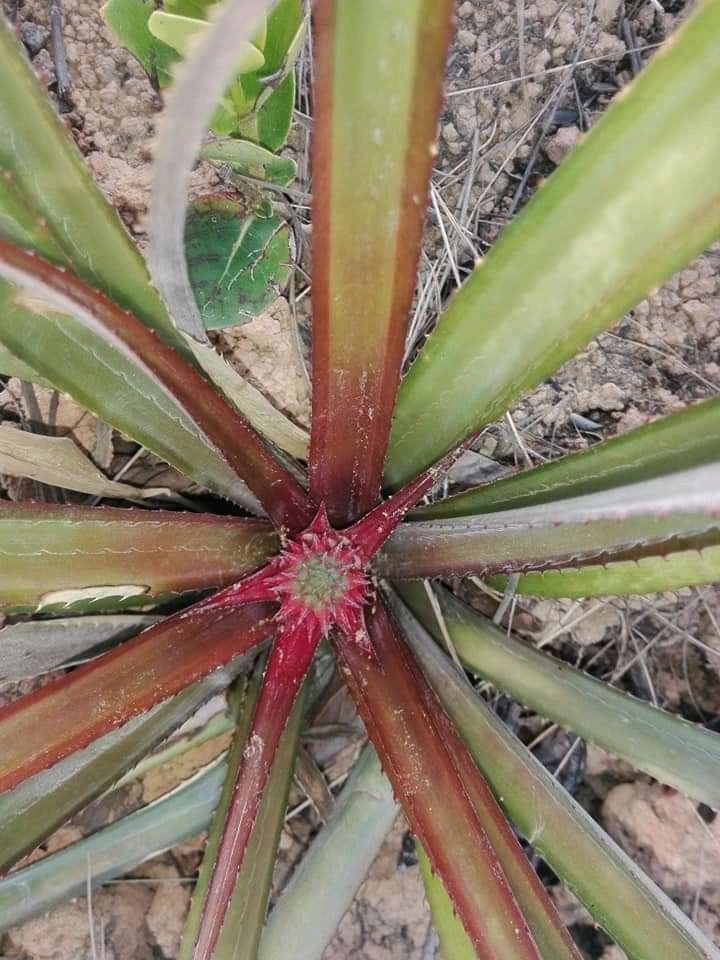 Viajan2vinales's tweet photo. En el Conuco El #CACIQUE, ya se esperan las primeras #piñas, amado padre celestial
#viajan2tiempo #travel #cubania #vinales @vinales  #parquenacionalvinales  #cuba https://t.co/GeMlyvgYNb