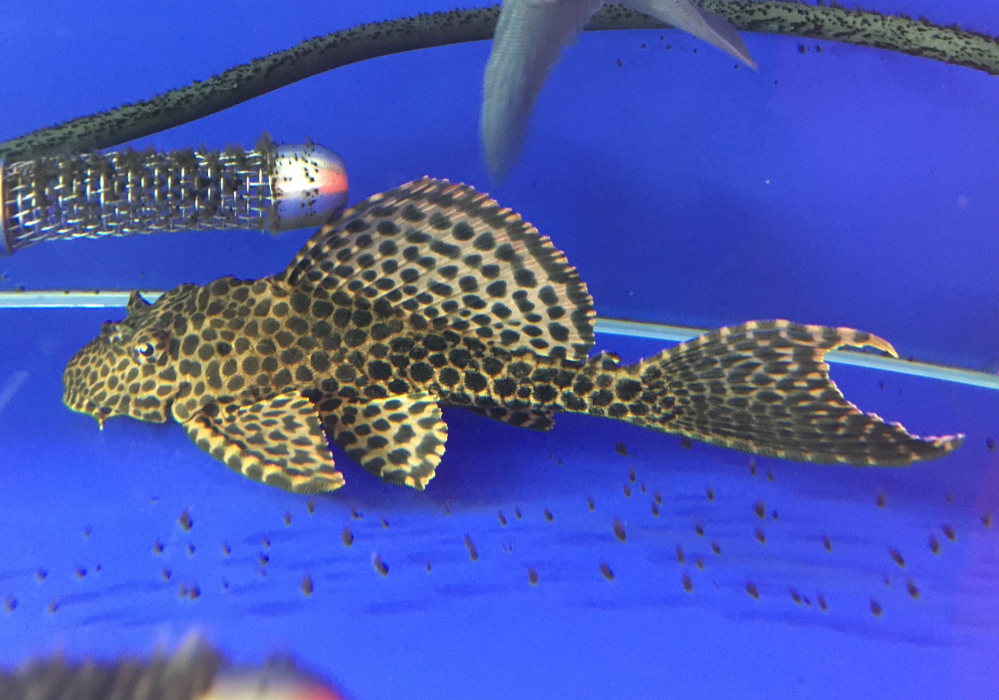 NEOユニアク on X:  