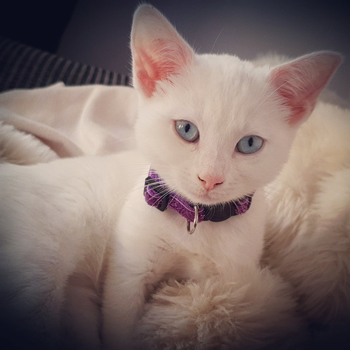 BellatrixKitten's tweet photo. Pictures a week apart look how much I've grown #kittens #kitten @CatsProtection #rescuecat #cute #acatmakesahouseahome #white #blueeyes #catsrule #cats #CatsOnTwitter https://t.co/3H3QdYwLUG