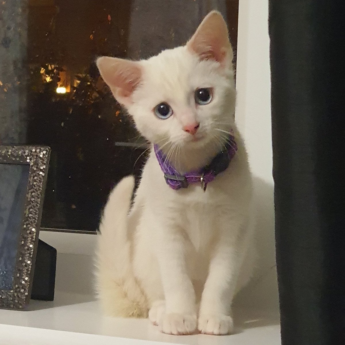 BellatrixKitten's tweet photo. Pictures a week apart look how much I've grown #kittens #kitten @CatsProtection #rescuecat #cute #acatmakesahouseahome #white #blueeyes #catsrule #cats #CatsOnTwitter https://t.co/3H3QdYwLUG