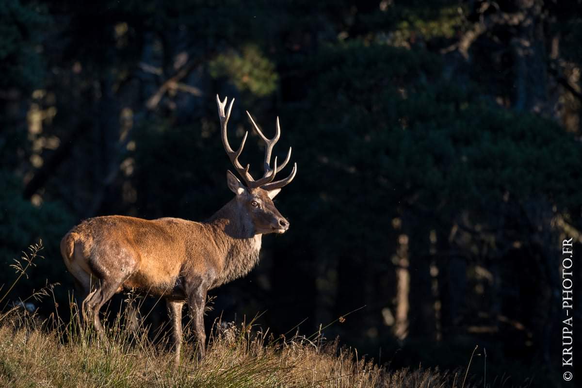 krupaphoto's tweet photo. Un peu de chaleur

Brame du cerf 2019
Pyrénées
Lightroom v5.7

#Pyrenees #cerf #brame #brameducerf #pyreneesorientales #catalogne #cataluña #catalunya #Montagne #ariege #aude #fontromeu #lesangles #bouilliouses #automne #cervuselaphus #chasse #chasseur #nature #animal #aventure https://t.co/guQX8yK7wz