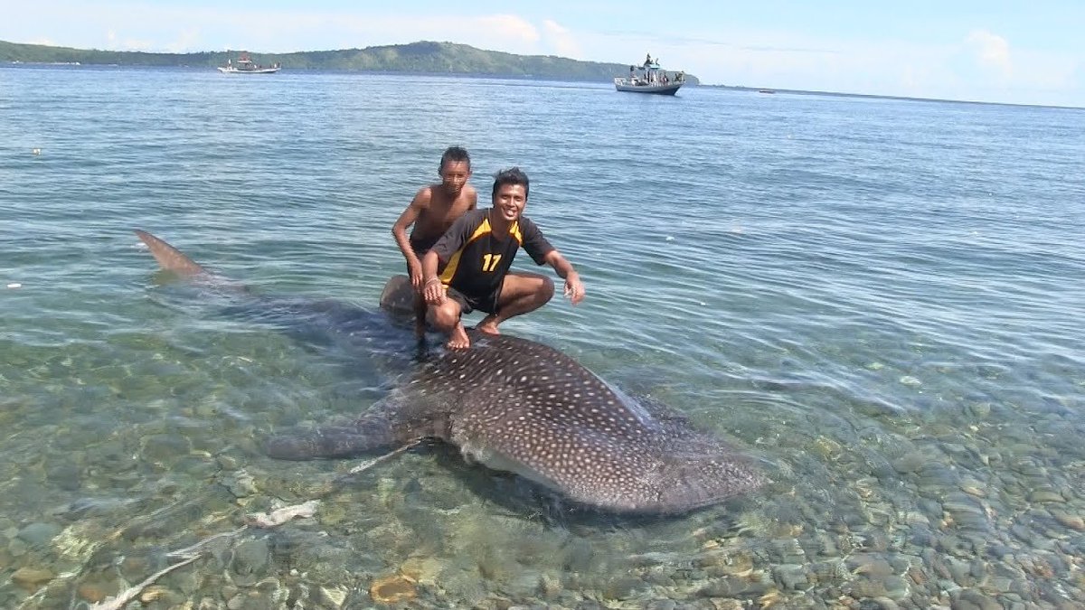 WhaleSharkRocky's tweet photo. THIS people. THIS IS WRONG. Please treat us with RESPECT, we will surely do the same for you! 😡🐋🦈 RT if you agree. They don't call us GENTLE giants for NO reason! https://t.co/Jc4mhQRHe4