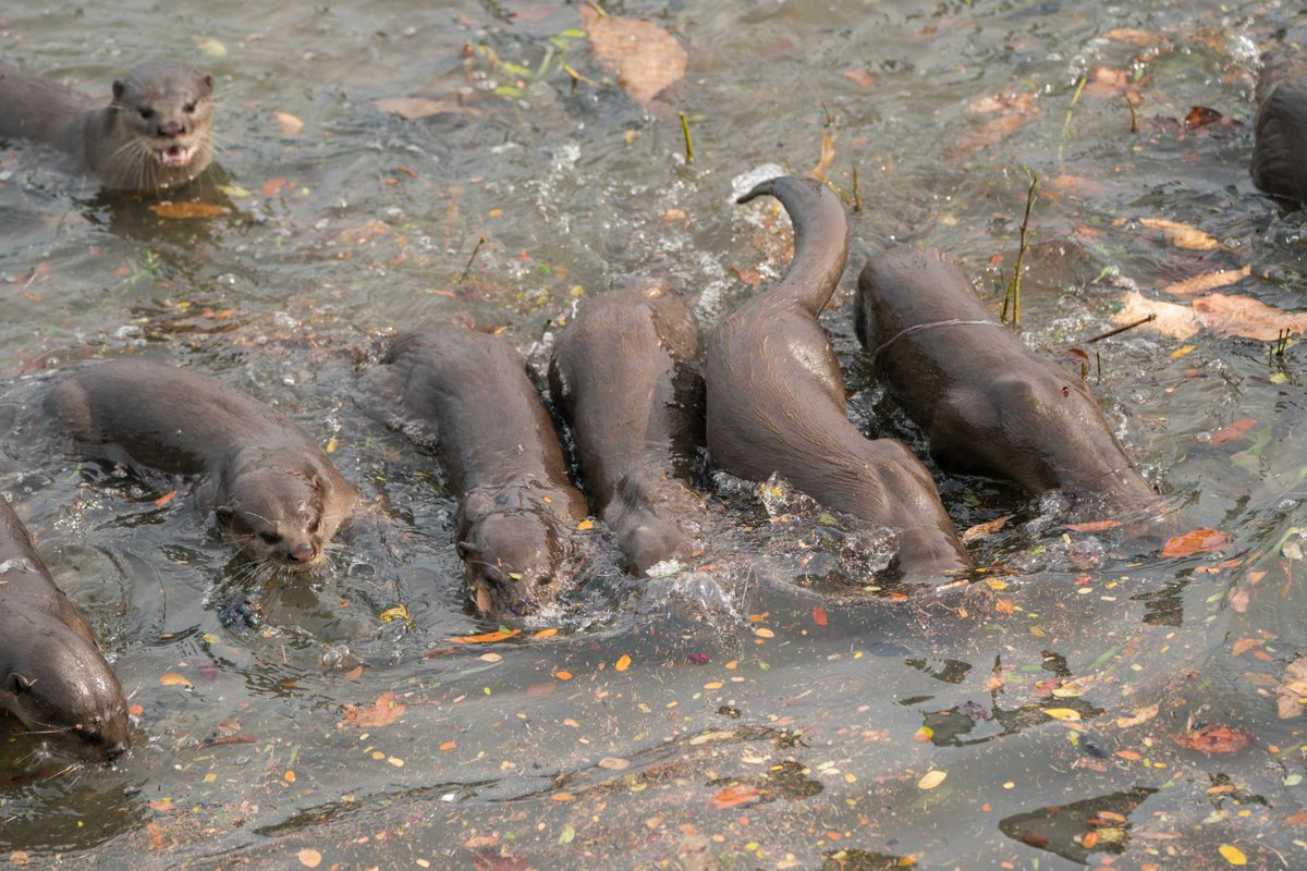 Uzivatel ゆう Na Twitteru カワウソ式追い込み漁 Otter カワウソ ビロードカワウソ シンガポール Uzivatel ゆう Na Twitteru カワウソ式追い込み漁 Otter カワウソ ビロードカワウソ シンガポール