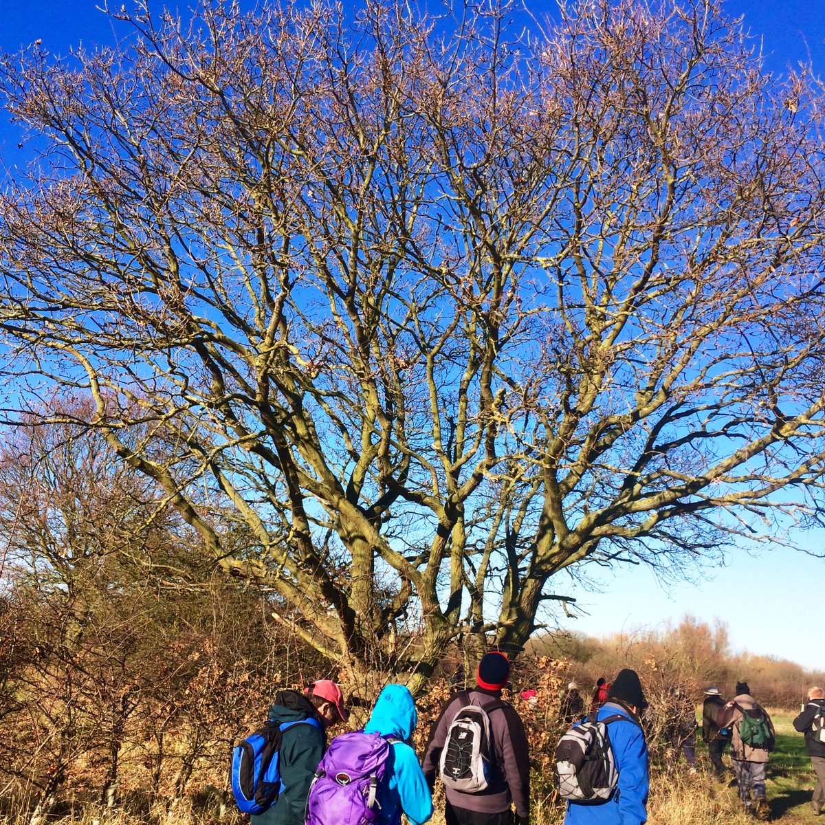 CandBRamblers's tweet photo. Next walks ~10mls, start 10:15 (except Sat) 
Wed 4th Dec 2019  #Boreham
Fri 6th  #Terling
Sat 7th #FordEnd (~5mls, starts 13:30) 
Sun 8th  #RadleyGreen
Details on Facebook - Events
or our Website, which links to @RamblersGB
 #GoWalking https://t.co/0W3OaVmZp6 https://t.co/UvwAByWZxx
