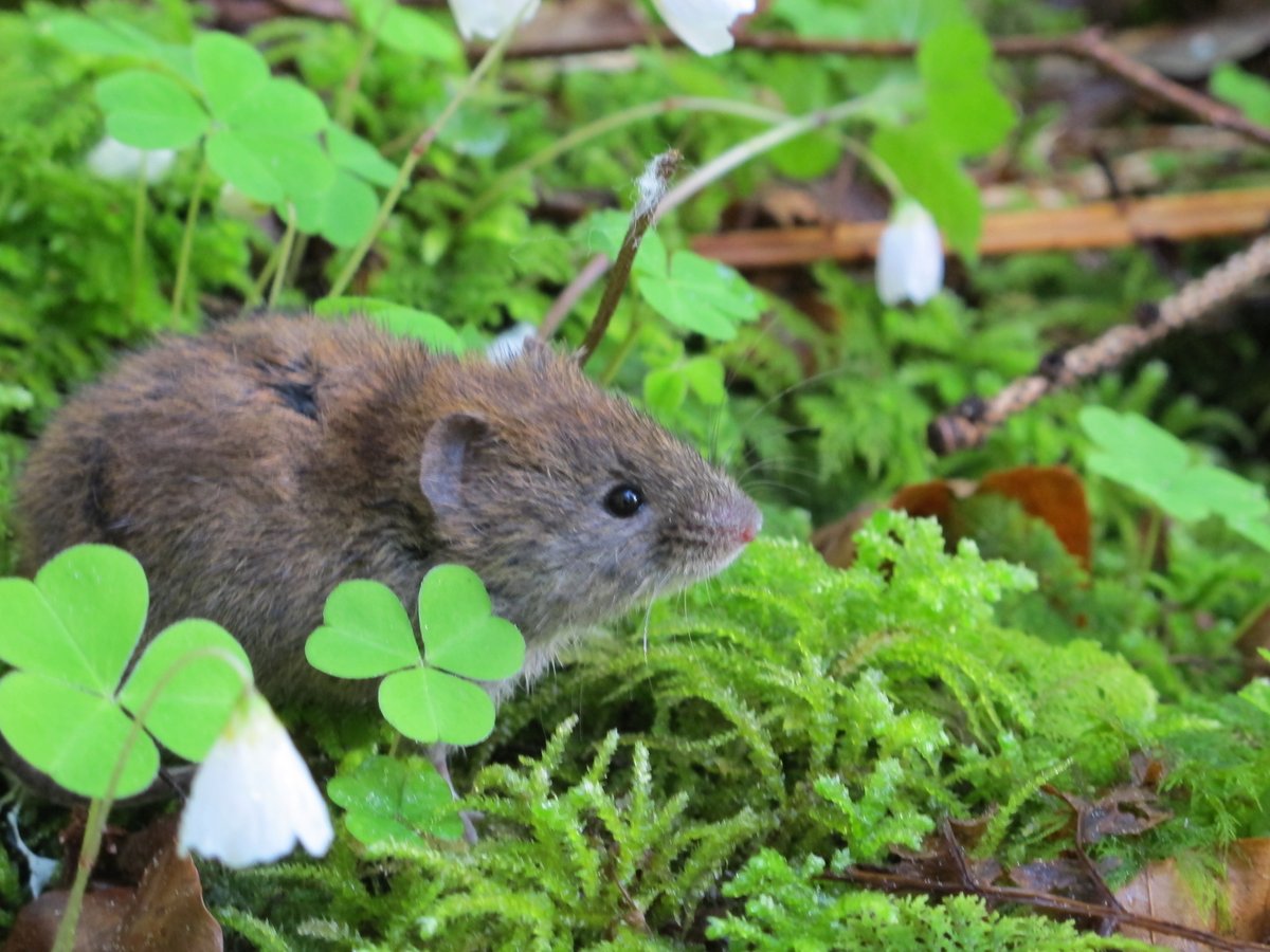 nathcharbonnel's tweet photo. PhD opportunity in Montpellier with @BenRocheGroup and @nathcharbonnel on "deciphering the links between biodiversity and health: rodents, microbiota and zoonotic pathogens". Deadline to apply: 17 January 2020. Details on https://t.co/1724QtW03S https://t.co/SFb9HKRZDU