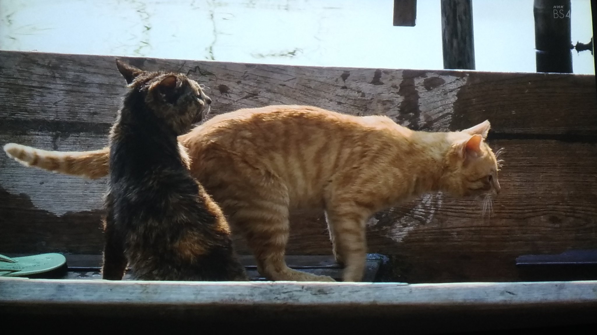 Dark Knight 岩合光昭の世界ネコ歩き インレー湖のニャン ミャンマー で猫の父ちゃん母ちゃんは人間さん舟に乗って漁のお手伝い しかし 今日は魚が獲れず それでもバイト代に昨日獲れた魚をお裾分け 世界ネコ歩き 岩合光昭 Bs4k T Co