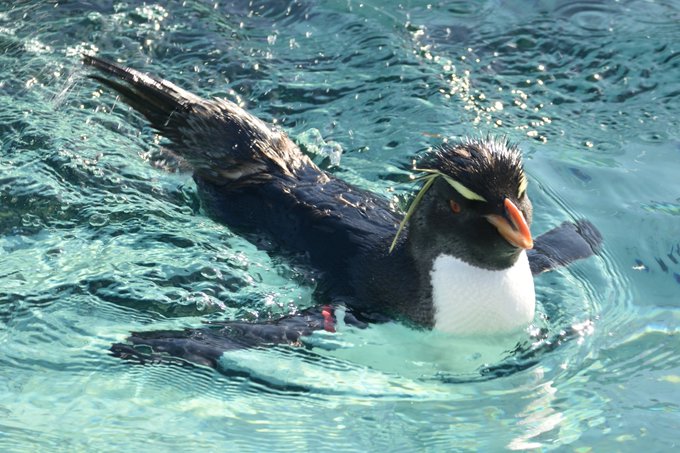 イワトビペンギンのtwitterイラスト検索結果 古い順