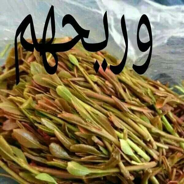 وريحهم  شبك القات او لاء