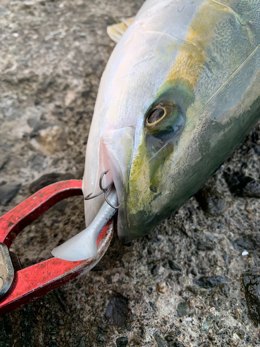 ジョー メバリングロッドで青物を撃つ 普段はメバルのプラッキングとか ヘビー系を使うロッドだけど 今日だけはukベイト15をフルキャスト 人も全然いなかったしやってみたかった 釣りができておもろかった ブラックスターtz S66s 万能すぎ T Co