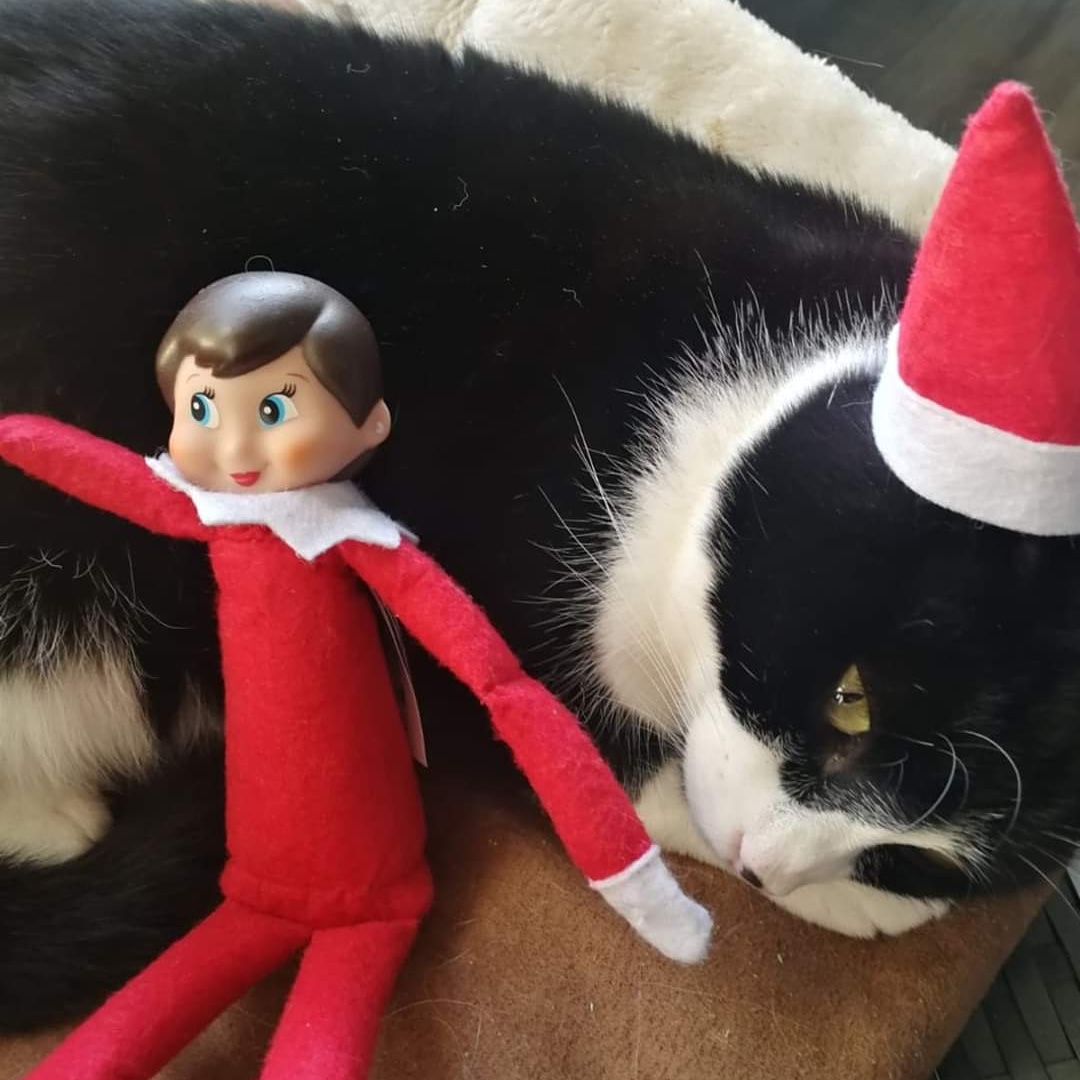 BCWRkittens's tweet photo. Elf is getting to know all the residents @ BCWR to tell samta whether they are naughty or nice.
We think Sid is on the Nice List.
#elfmischief #naughtornice #nicelist #sidtherescuecat #BCWR #felinefestive #bradfordcatwatchrescue https://t.co/12OnZpzCyL