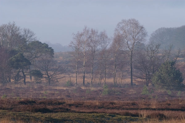 Natuurherstel op de Sallandse Heuvelrug op de goede weg... Lees meer: bit.ly/37Xs4wk