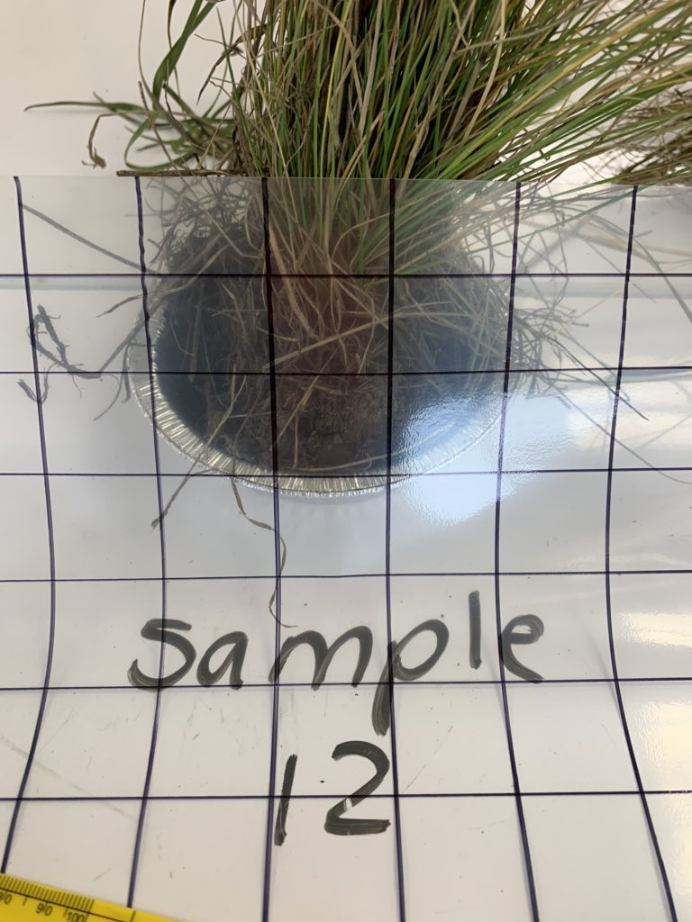 yomo65's tweet photo. @TIAscience @MadForMaple @biologygoddess @Kbahri5 @dailystem @GiftedTawk @CrazyPln @inspectorplanet @primarystemchat We brought the grasslands into our classroom #ehsourstory #findingwild https://t.co/D2036urpmQ