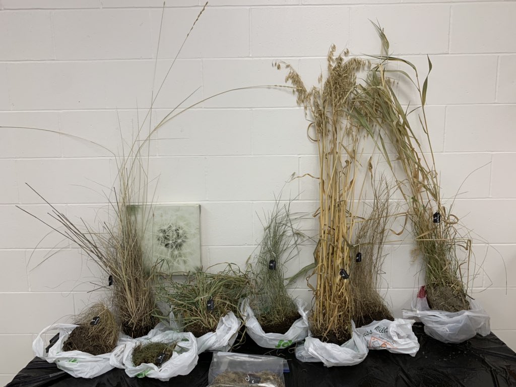 yomo65's tweet photo. @TIAscience @MadForMaple @biologygoddess @Kbahri5 @dailystem @GiftedTawk @CrazyPln @inspectorplanet @primarystemchat We brought the grasslands into our classroom #ehsourstory #findingwild https://t.co/D2036urpmQ