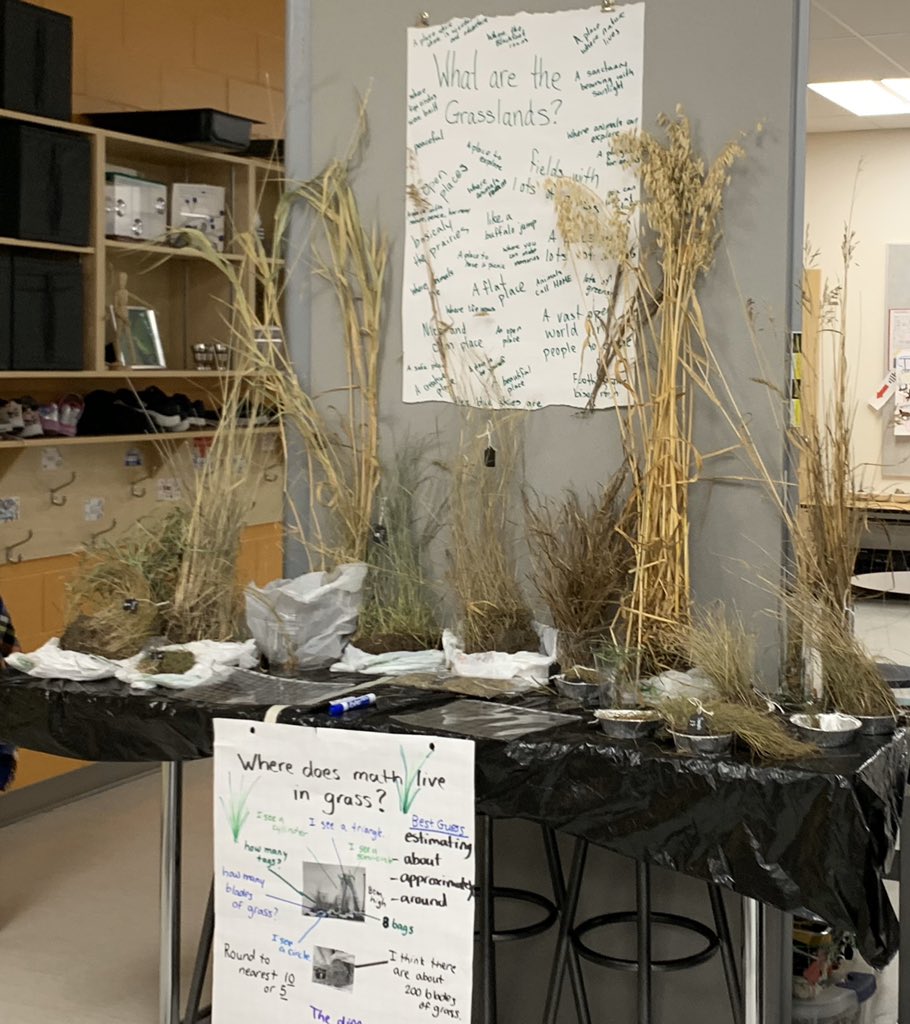 yomo65's tweet photo. @TIAscience @MadForMaple @biologygoddess @Kbahri5 @dailystem @GiftedTawk @CrazyPln @inspectorplanet @primarystemchat We brought the grasslands into our classroom #ehsourstory #findingwild https://t.co/D2036urpmQ