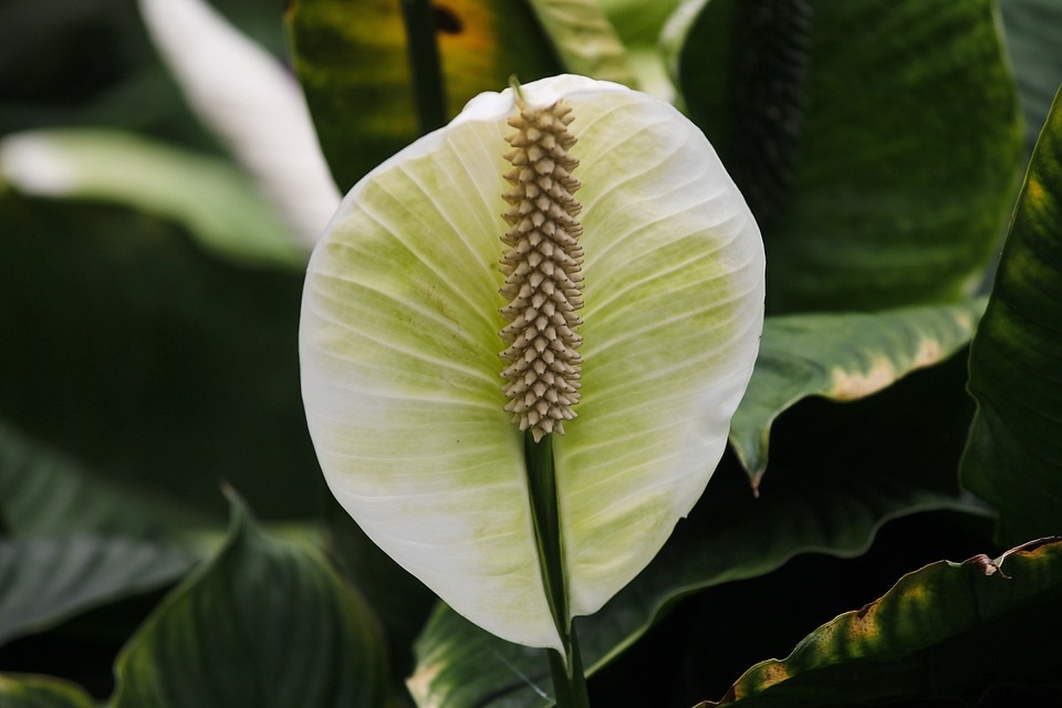 Originaire des forêts tropicales humides d'Amérique centrale et du Sud, le Spathiphyllum est également appelé "lis de la paix" ou "fleur de lune". #LundiFleuri