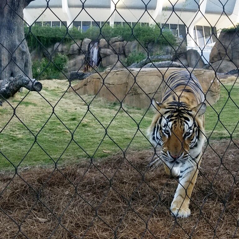 MikeTheTiger's tweet photo. Time for a little SEC swagger. https://t.co/VsN7jWvdFF
