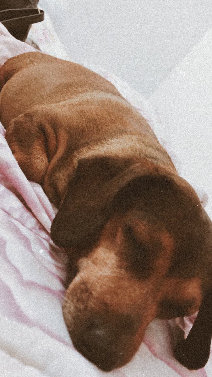 rhochicristaldo's tweet photo. Abro hilo de fotos de sus mascotas (Para alegrar el día de todos) 🥰

Empiezo yo: https://t.co/Hjc7xW8E9C