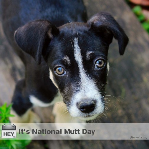 HeyWhatDay's tweet photo. It's National Mutt Day!
#NationalMuttDay #MuttDay #NationalMuttsDay #MuttsDay #MixedBreedDogDay #NationalMixedBreedDogDay https://t.co/BsgaRD8gGa