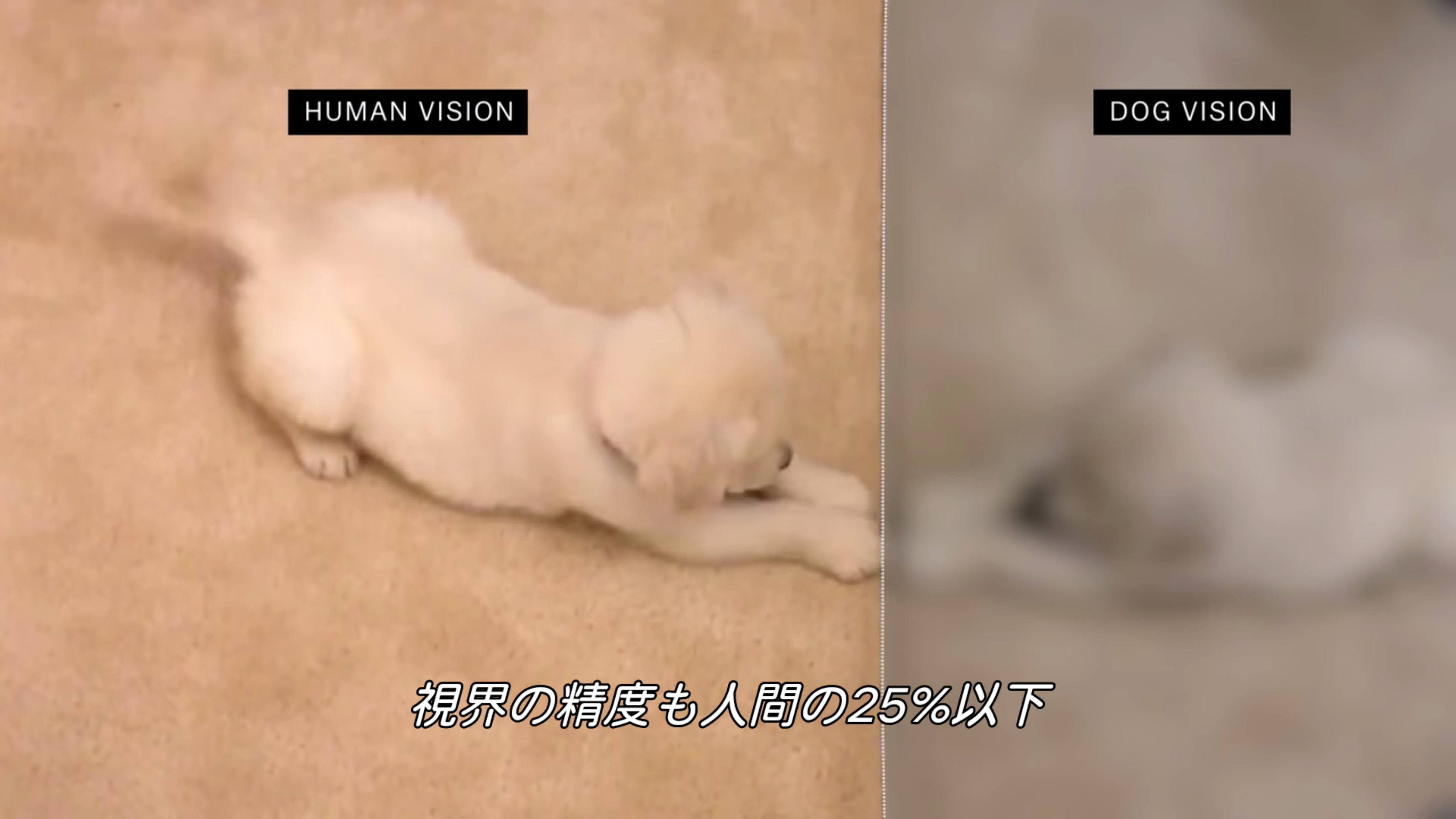 تويتر ぬまがさワタリ على تويتر Netflix 世界の 今 をダイジェスト の 動物の知能 回 動物の賢さ を測る目安として有名なミラーテスト 鏡に映った自分を自分と認識できるか だが 視覚ではなく嗅覚に優れた犬などの動物には不利であり 視覚重視な人間の考える
