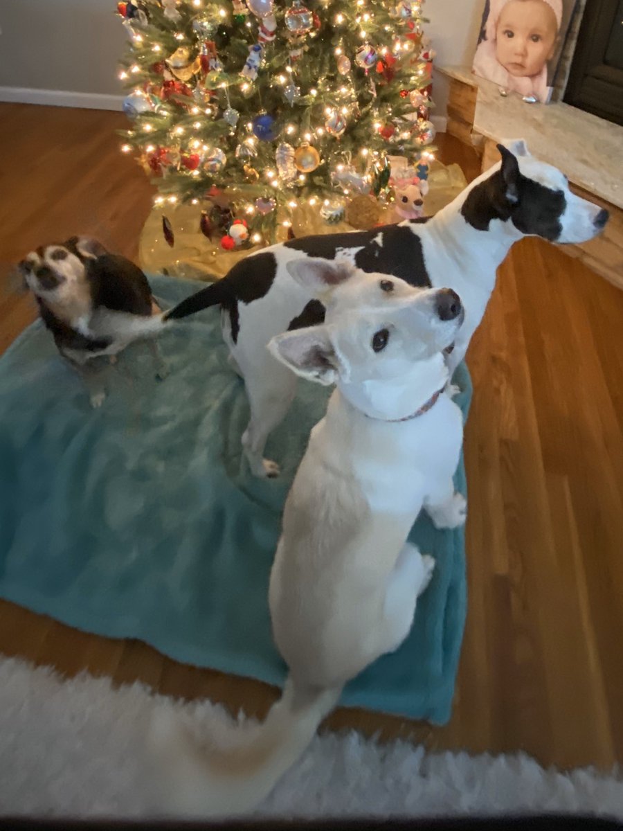 😀PLEASE REMEMBER TO SHOP WITH Snarr Animal Rescue Northeast Inc as your amazon smile charity !!! 😃
Thank you and happy shopping... we hope you get some awesome deals