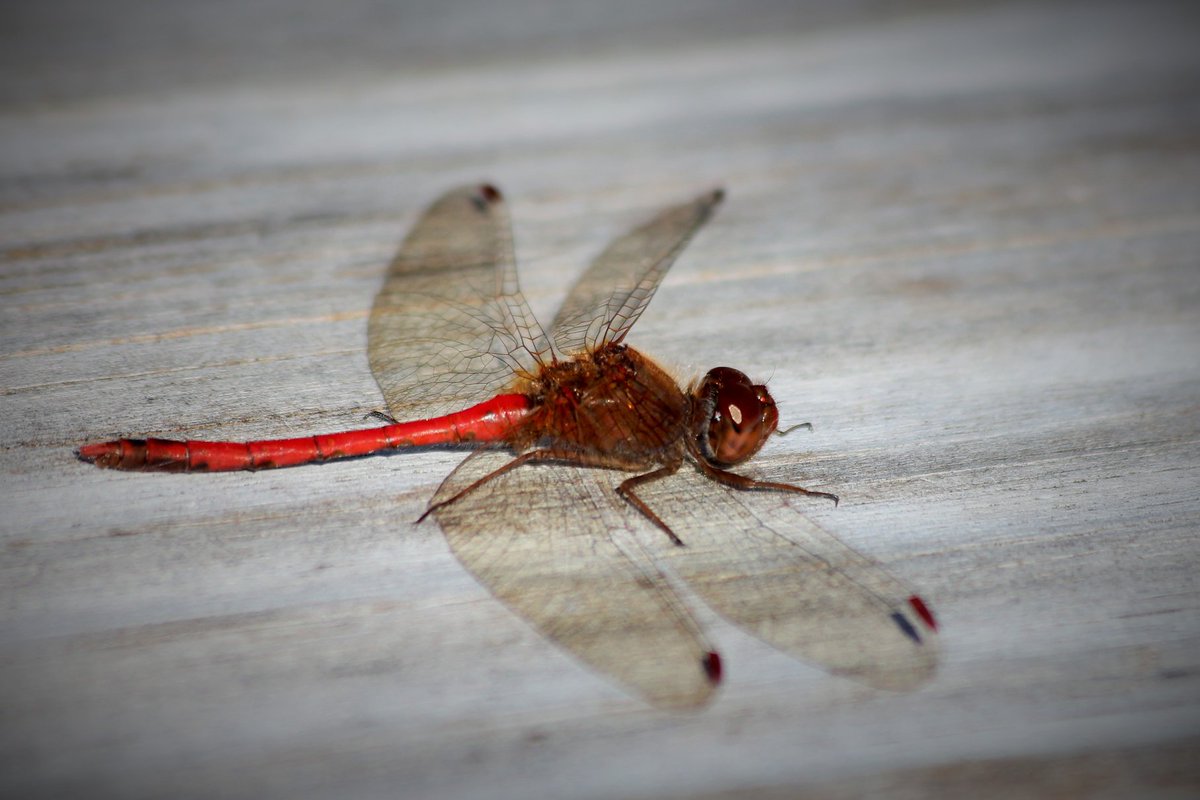 💀 Charity Upson-Taboas, PhD 💀 (@taboas_charity) on Twitter photo Red Dragonfly (aka Red-Veined Darter) (Sympetrum fonscolombii) Taken November 10th, 2019
<a href="/SycLandTrust/">Sycamore Land Trust</a> #BeanblossomBottoms Red Dragonfly (aka Red-Veined Darter) (Sympetrum fonscolombii) Taken November 10th, 2019
<a href="/SycLandTrust/">Sycamore Land Trust</a> #BeanblossomBottoms