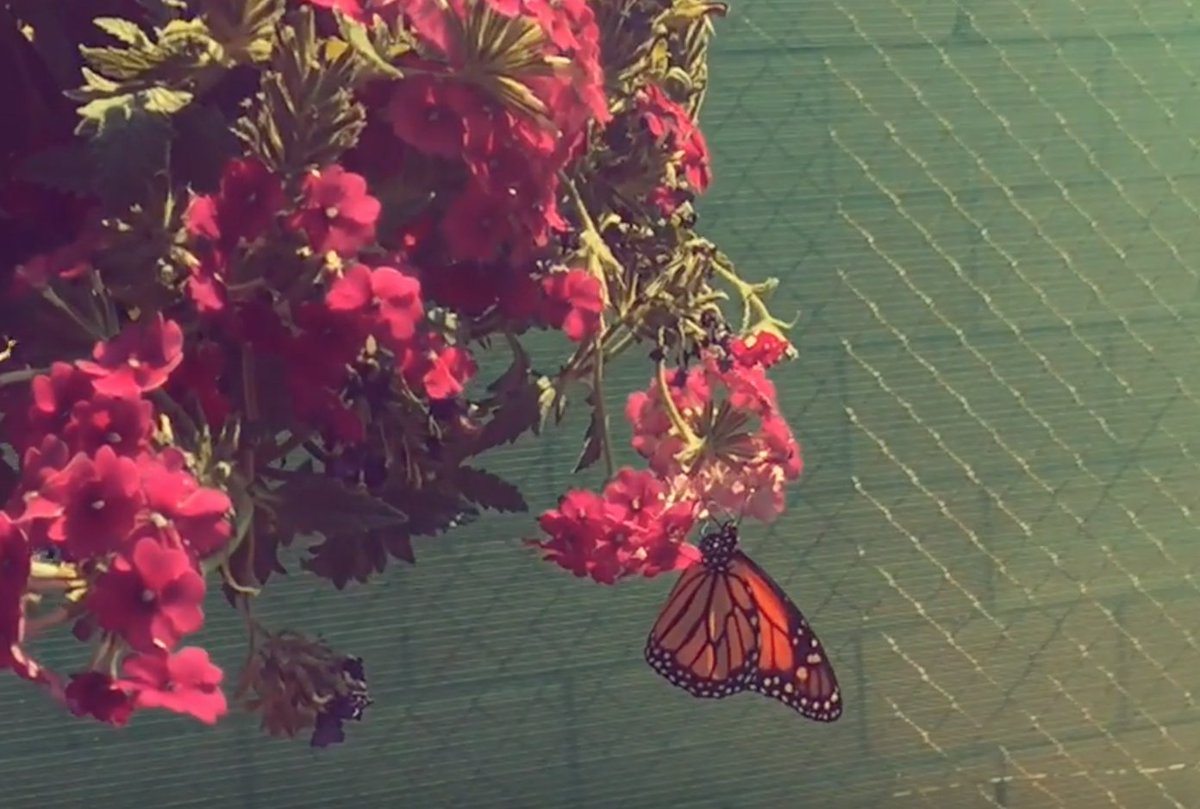 Here's a video by Brian Hidalgo for Four Steps In The Sun from the Europa 51 album, Abstractions. It features vocals by the late, great, Mary Hansen of Stereolab.
buff.ly/2Y6IzBq 

#stereolab #maryhansen #europa51 #Abstractions #andyramsay #stevonrussell #music