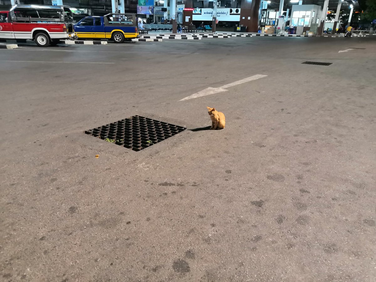ไอ้หนูดล หมอข้างวัด™ tweet media