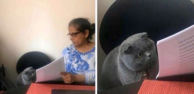 jabonisimo's tweet image. —¿América es país o continente?
—Continente.
—¿Y por qué pusiste “que chingue a su madre”?