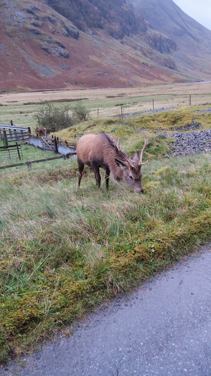 Found some more Glen Coe pictures from a while ago! So close!

#GlenCoe #Scotland #Scottishtours #wildlifetours #wildlifebreaks #ecology