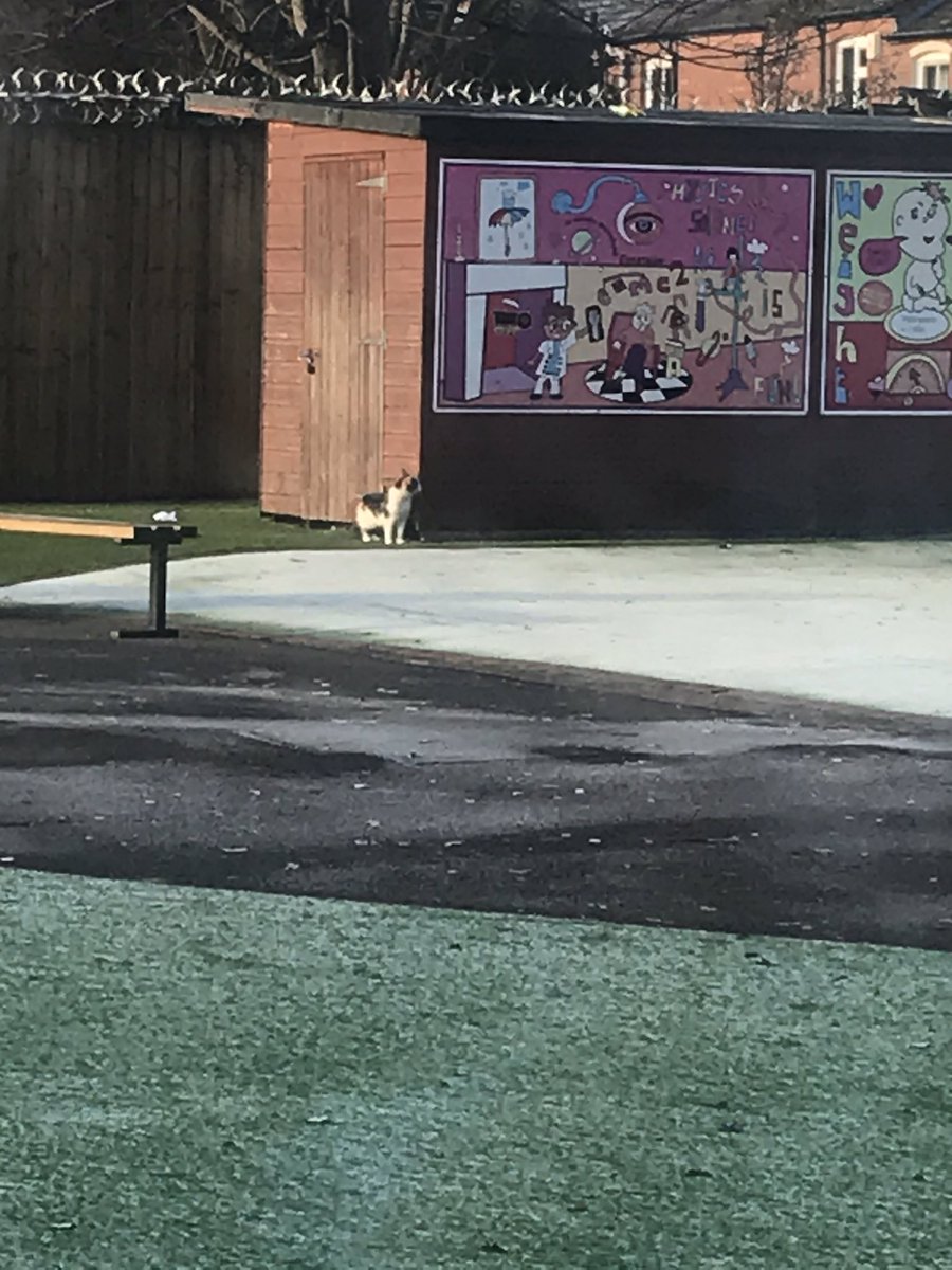 New cat!!!! <a href="/AndertonPark/">AndertonParkPrimary</a> #CatsOfTwitter