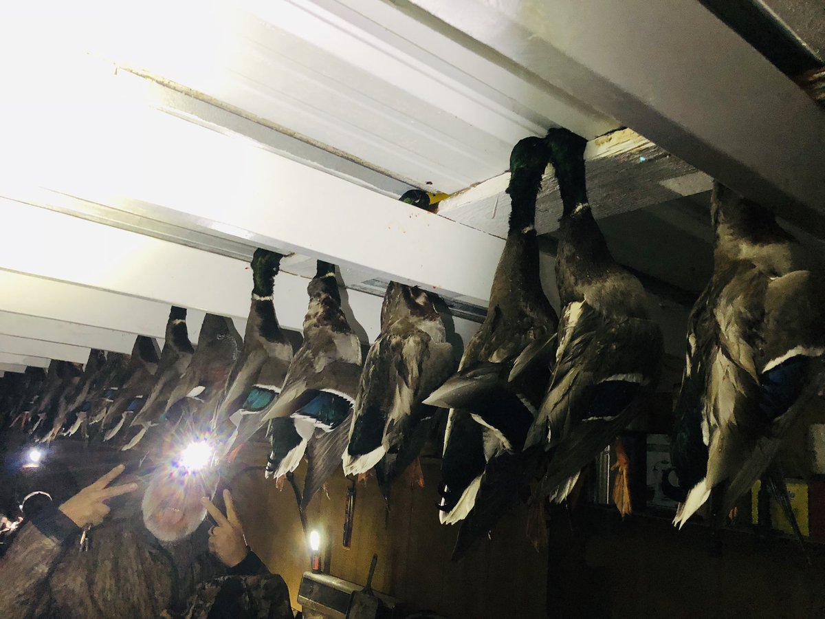 VDOutdoors's tweet photo. What a great opening weekend here in TN!  #justgettingstarted #duckhunting #limits #timberhunting #greenheads https://t.co/IQuVjeMMF2