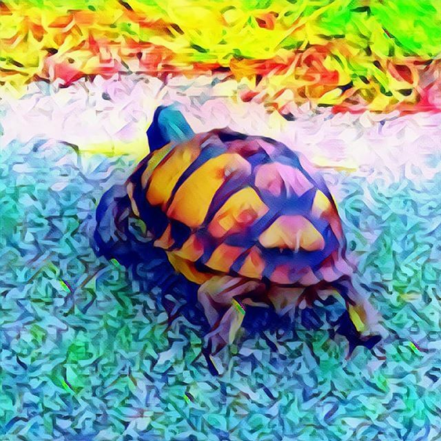bayouviewstudio's tweet photo. Good Monday Morning, y'all !
Be like Early Turtle...
Keep on, keepin' on. ❤
#coffeeandfilter
#turtlesgotback #earlyturtle #mondaymotivation #bayouviewstudio https://t.co/0r9sTO3oZr https://t.co/VUMtOb4jir