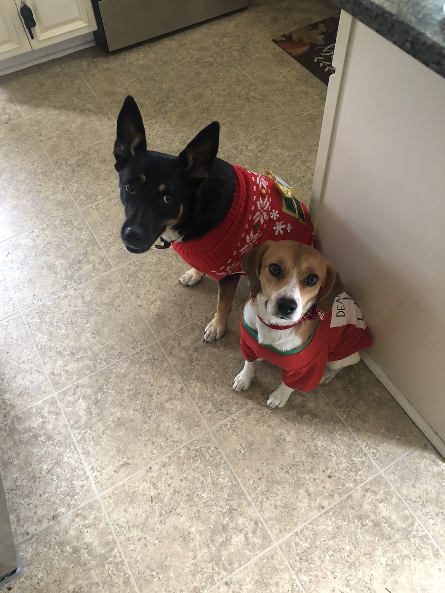 AOTasco's tweet photo. It’s Christmas time in the Tasco household!! Everyone’s getting in the spirit ❤️🎄 https://t.co/ZZhnnIdXiG
