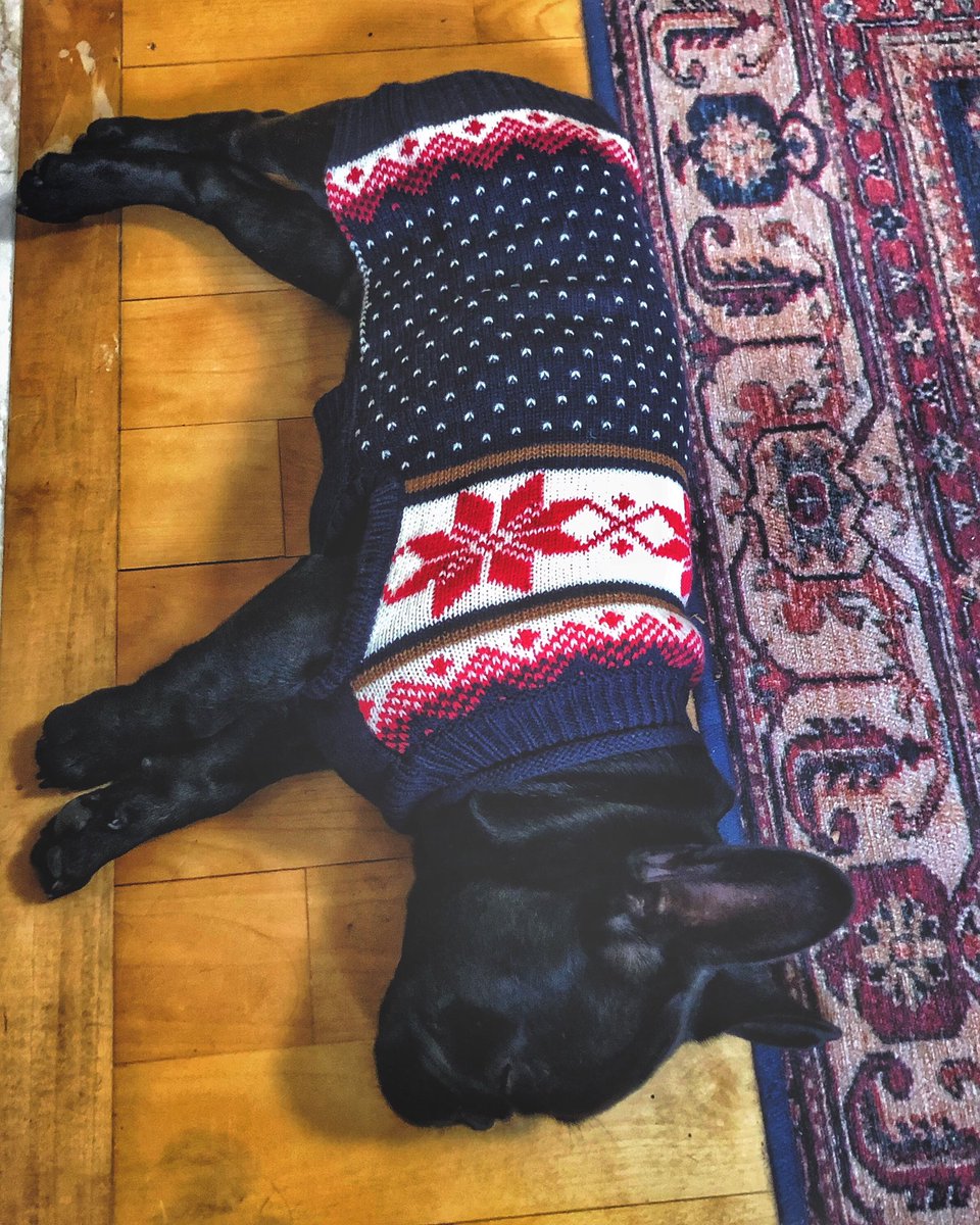 Tis the season...for #puppy sweaters! #frenchbulldog #puppylove