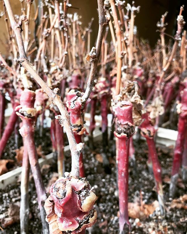 Roche de Bellene tweet media