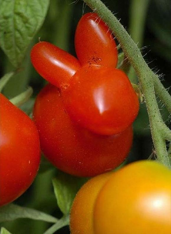 クラスメート 私のママ変な形の野菜に大喜びして飾るの 私 おばさんってそういうの好きだよね 自分が50代になった現在の様子がこちら Togetter クラスメート 私のママ変な形の野菜に大喜びして飾るの 私 おばさんってそういうの好きだよね 自分が50代になった現在の様子がこちら Togetter