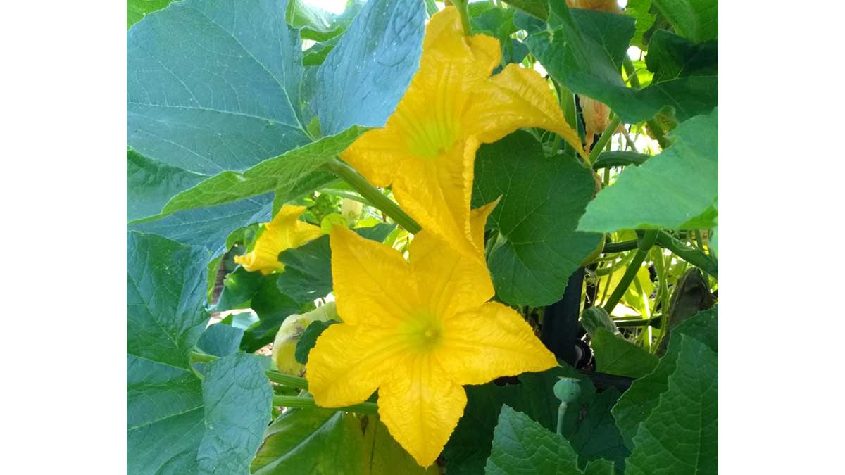 verticalscreen's tweet image. Since the weather in Warminster is miserable, lets flash back to when flowers thrived in the #VSGarden 🌻

Let's hope this snow and drizzle clears up soon!