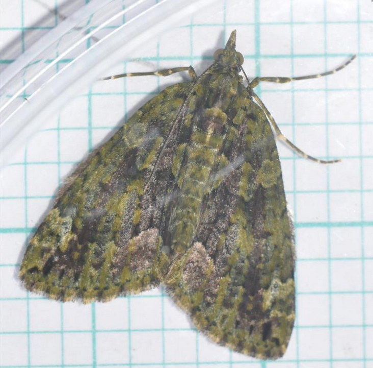 cofnod's tweet photo. Cofnod #RecordOfTheWeek is Chloroclysta siterata (Red-green Carpet), recorded and photographed by Ian Spence at #Sychdyn (24th Nov. 2019). @savebutterflies 
https://t.co/VaKFTPtvBK https://t.co/QT17Jl0LLm