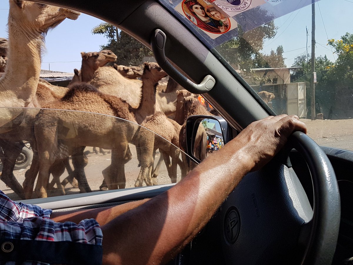 andy_borrell's tweet image. Held up by camels on the way to Melkassa Research Centre in Ethiopia's Rift Valley. Good excuse for getting to work late over here! @QAAFI